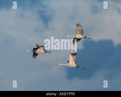 Sandhill-Krane im Flug, Bernardo Wildlife Area, New Mexico Stockfoto