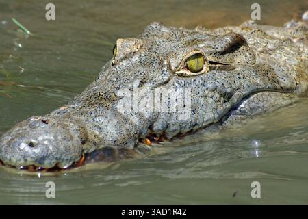 15. Oktober 2011 - TZA - Krokodile bewohnen die Seen und Flüsse des Selous, das zum UNESCO-Weltkulturerbe gehört und das größte Wildreservat der Welt ist. (Bild: © Mary Ann Anderson/MCT/MCT/ZUMAPRESS.com) Stockfoto