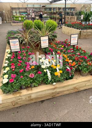 Harleston Heath Garden Centre Northampton Northamptonshire England Großbritannien britische Gartenblumen Pflanzen Pflanzen Frühlingsneuheiten verkaufen Waren hübsch Stockfoto