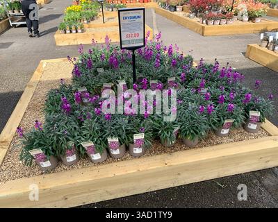 Harleston Heath Garden Centre Northampton Northamptonshire England Großbritannien britische Gartenblumen Pflanzen Pflanzen Frühlingsneuheiten verkaufen Waren hübsch Stockfoto