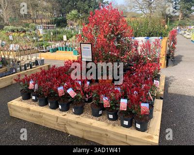 Harleston Heath Garden Centre Northampton Northamptonshire England Großbritannien britische Gartenblumen Pflanzen Pflanzen Frühlingsneuheiten verkaufen Waren hübsch Stockfoto