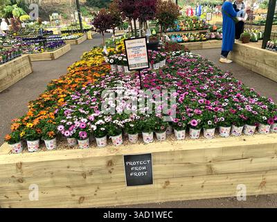 Harleston Heath Garden Centre Northampton Northamptonshire England Großbritannien britische Gartenblumen Pflanzen Pflanzen Frühlingsneuheiten verkaufen Waren hübsch Stockfoto