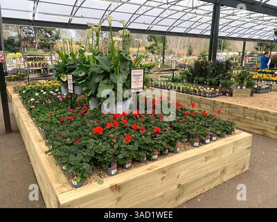 Harleston Heath Garden Centre Northampton Northamptonshire England Großbritannien britische Gartenblumen Pflanzen Pflanzen Frühlingsneuheiten verkaufen Waren hübsch Stockfoto