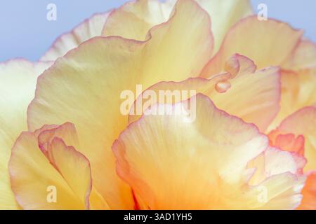 USA, Washington State, Seabeck. Baumpfingstrosenblüte Nahaufnahme. ©Don Paulson / Jaynes Gallery / DanitaDelimont.com Stockfoto