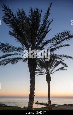 Zypern, Paphos, Palmen am Meer bei Sonnenuntergang Stockfoto