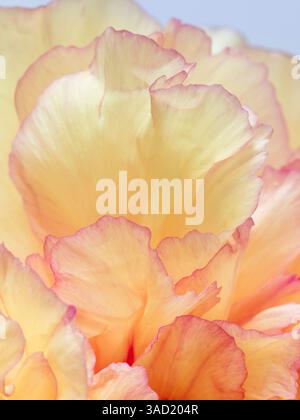 USA, Washington State, Seabeck. Baumpfingstrosenblüte Nahaufnahme. ©Don Paulson / Jaynes Gallery / DanitaDelimont.com Stockfoto