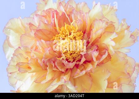 USA, Washington State, Seabeck. Baumpfingstrosenblüte Nahaufnahme. ©Don Paulson / Jaynes Gallery / DanitaDelimont.com Stockfoto