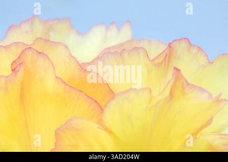 USA, Washington State, Seabeck. Baumpfingstrosenblüte Nahaufnahme. ©Don Paulson / Jaynes Gallery / DanitaDelimont.com Stockfoto
