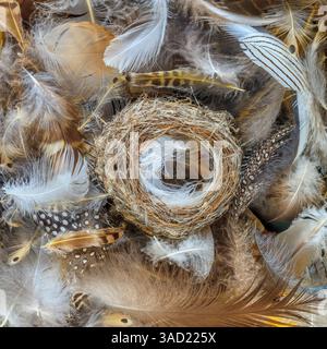 USA, Washington State, Seabeck, USA, Washington State, Seabeck. Vogelnest und Federn aus der Nähe. ©Don Paulson / Jaynes Gallery / DanitaDelimont.com Stockfoto