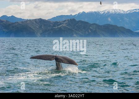 Tauchen mit dem Schwanz eines Pottwals, Kaikoura, Region Canterbury, Südinsel, Neuseeland Stockfoto