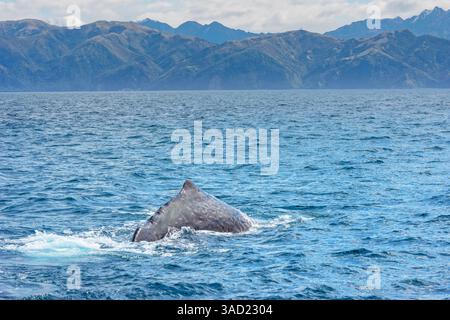 Pottwale tauchen, Kaikoura, Canterbury Region, Südinsel, Neuseeland Stockfoto