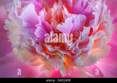 USA, Washington State, Seabeck. Pfingstrosenblütenblätter Nahaufnahme. ©Don Paulson / Jaynes Gallery / DanitaDelimont.com Stockfoto