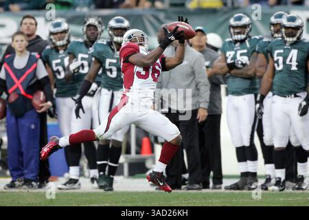 November 2011 - Philadelphia, Pennsylvania, USA S - Arizona Cardinals Running Back LaRod Stephens-Howling (36) macht einen Fang während eines Spiels der NFL gegen die Philadelphia Eagles im Lincoln Financial Field in Philadelphia, Pennsylvania. (Bild: © Gene Lower/Southcreek/ZUMAPRESS.com) Stockfoto