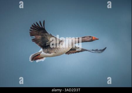 Nahaufnahme einer Graugans (Anser anser) im Flug gegen einen bewölkten Himmel Stockfoto