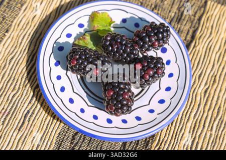 Brombeeren, Rubus sectio Rubus, auf einem kleinen bunten Teller Stockfoto