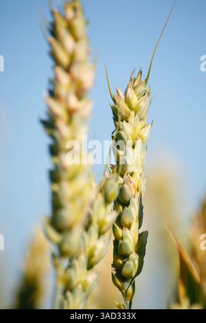 Flora, Getreide, Weizen, Poaceae Triticum, Ohren, unreif Stockfoto