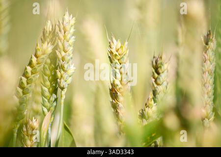 Flora, Getreide, Weizen, Poaceae Triticum, Ohren, unreif Stockfoto