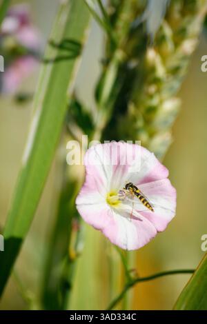 Flora, Feldweed (Convolvulus arvensis), Weizen (Tritium aestivum), schwebfliegen (Syrphidae) Stockfoto