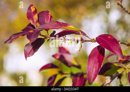 Gemeine Steinbirne, Amelanchier ovalis Stockfoto