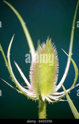 Flora, wilde Teasel, Dipsacus fullonum L Stockfoto