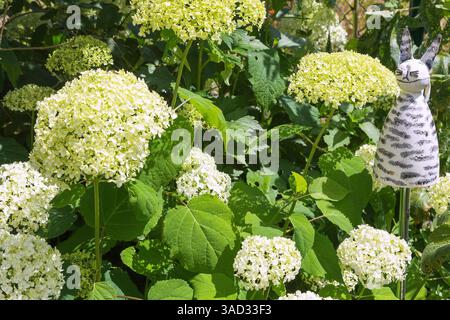 Schneeballhortensie, Hortensie arborescens Grandiflora, Strauchhortensie, blühend, im Garten mit Zinnkatze Stockfoto