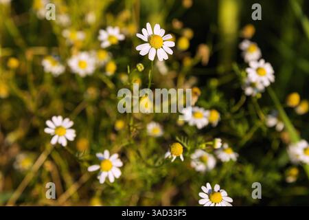 Kamille, Matricaria chamomilla L., Compositae, Asteraceae, blühend Stockfoto