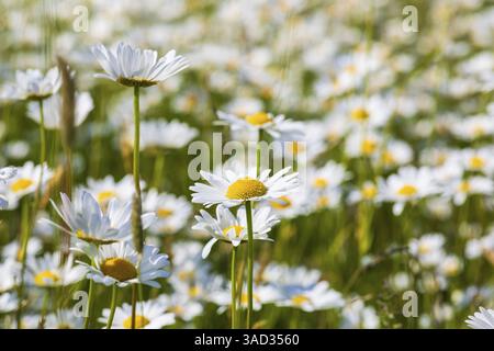 Üppige Blüten der Wiese Gänseblümchen (Leucanthemum vulgare), Sachsen, Deutschland, Europa Stockfoto