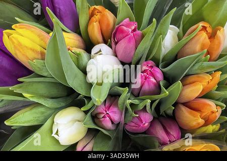 Farbenfroher Tulpenstrauß, internationale Tulpenstrauß Stockfoto