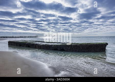 Altes Schiffswrack mit Algen an einem Sandstrand bei Ebbe, Groede, Zeeland, Niederlande Stockfoto