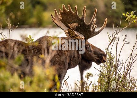 Bulle Elch mit massiven Geweihen an einem See zwischen Sträuchern in Natural Habitat Stockfoto