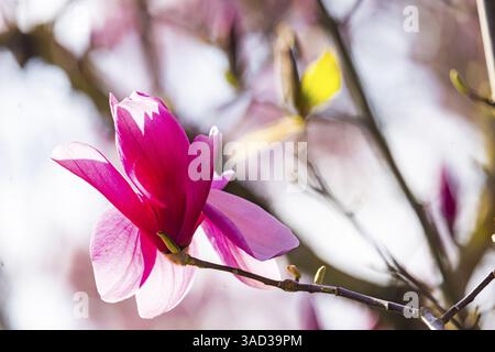 Baumblüte im Frühling. Die Magnolien (Magnolien) blühen mit weißen, lila und rosa Blüten. Stuttgart, Baden-Württemberg, Deutschland, Europa Stockfoto