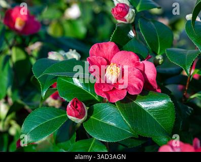 Die japanische Kamelie ist eine wilde Art, von der es viele Kultursorten gibt. Die Kamelie wurde 1735 von Carl von Linne nach Georg Joseph Kamel benannt Stockfoto