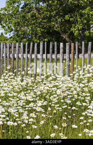Üppig blühende Wiesen (Leucanthemum vulgare) auf einem Holzzaun, Sachsen, Deutschland, Europa Stockfoto