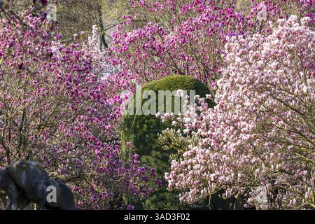 Baumblüte im Frühling. Die Magnolien (Magnolien) blühen mit weißen, lila und rosa Blüten. Stuttgart, Baden-Württemberg, Deutschland, Europa Stockfoto