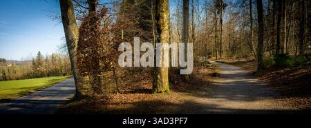 Schweiz, Hombrechtikon, Lützelsee, Wanderweg im Wald Stockfoto