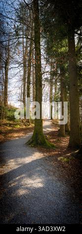 Schweiz, Hombrechtikon, Lützelsee, Wanderweg im Wald Stockfoto