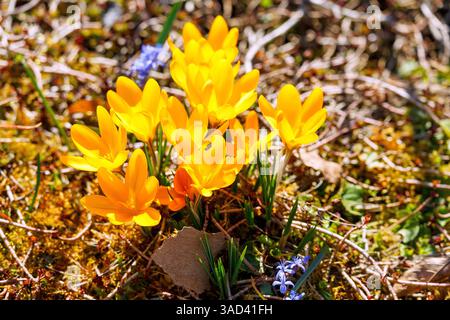 Goldene Krokusse, Crocus flavus, blühend, auf einer bemoosten Fläche in Nahaufnahme Stockfoto
