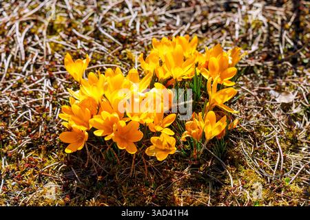 Goldene Krokusse, Crocus flavus, blühend, auf einer bemoosten Fläche in Nahaufnahme Stockfoto