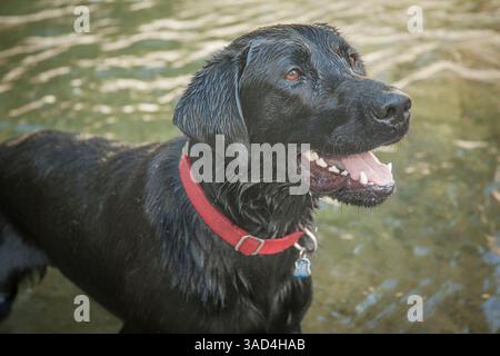 Schwarzes Labrador-Hundeporträt im Wasser. Stockfoto