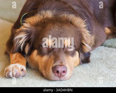 Australischer Schäferhund schläft, Nahaufnahme. Stockfoto
