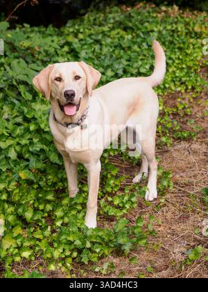 Gelbes Labrador-Hundeporträt draußen. Stockfoto