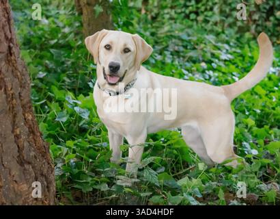 Gelbes Labrador-Hundeporträt draußen. Stockfoto
