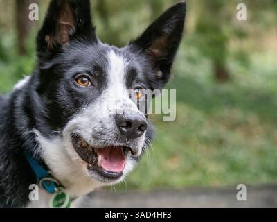 Border Collie Hundeporträt draußen. Stockfoto