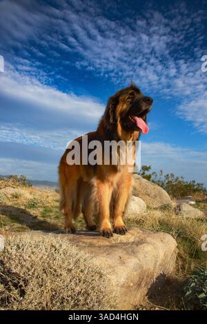 Leonberger im Dienst Stockfoto