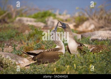 Rotfuß-Booby tanzen während des Werbens. Galapagosinseln, Ecuador. Stockfoto