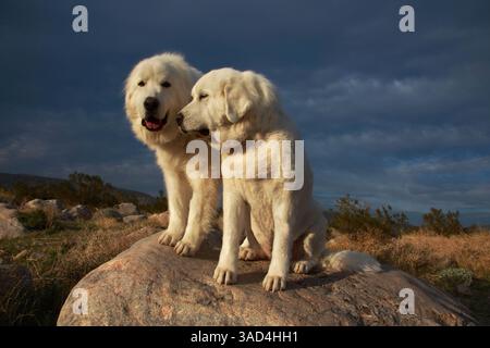 Große Pyrenäen im Dienst Stockfoto