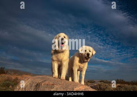 Große Pyrenäen im Dienst Stockfoto