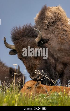 Bisonmutter mit neugeborenem Kalb in der National Bison Range in Moiese, Montana, USA. (Nur Für Redaktionelle Zwecke) Stockfoto