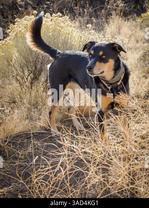 Australischer Kelpie-Hund. Stockfoto