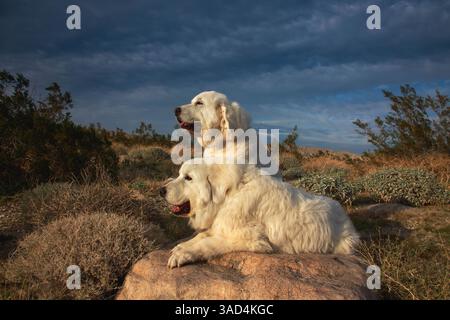 Große Pyrenäen im Dienst Stockfoto
